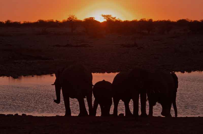 81 - Namibia - elefantes al atardecer - parque nacional de Etosha